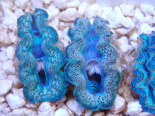 沖縄産ヒメシャコガイ　グリーン系メタリック