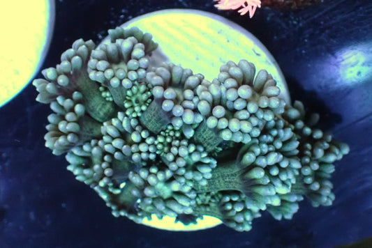ハナガササンゴフラグ02