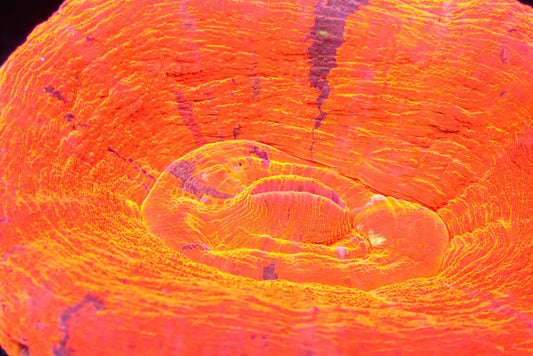 スコリミア（ Reverse Ｂleeding apple)02
