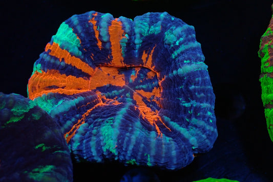 スコリミア(War Paint)03