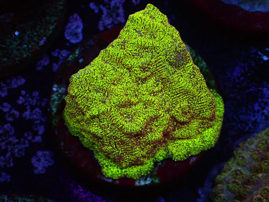 センベイサンゴゴールド