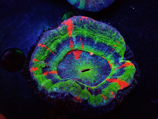 スコリミア(Master)03