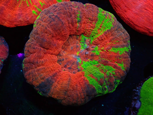 スコリミア(Unique)04