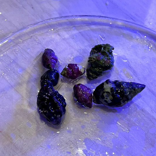 ヤドカリ1匹(種類ランダム)