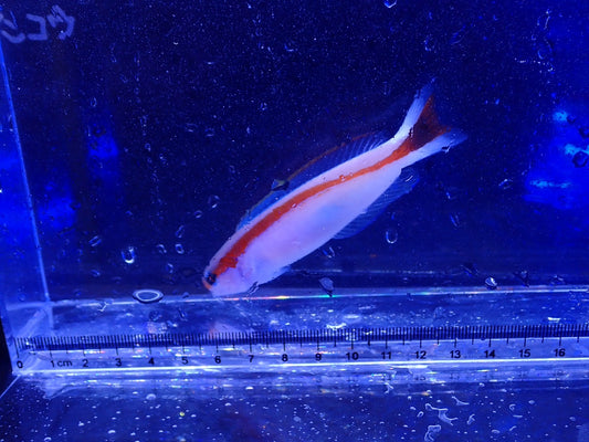 アカオビサンゴアマダイ