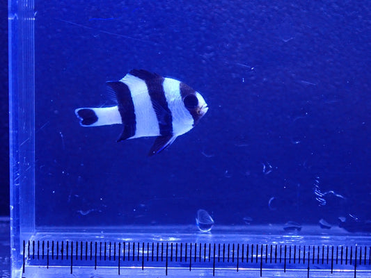 ヨスジリュウキュウスズメダイ