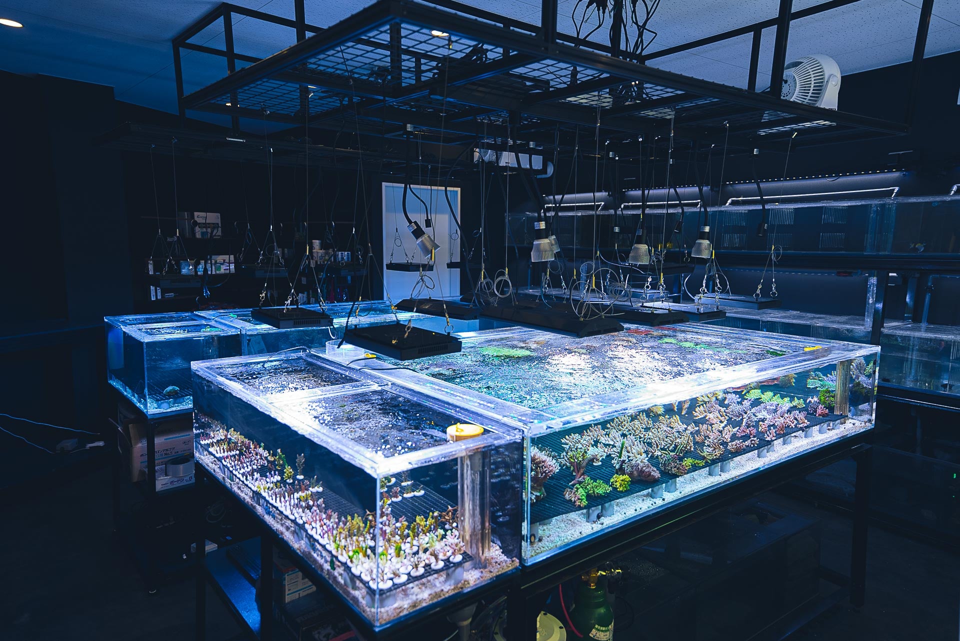 FISH UP | 大阪府柏原市の海水魚・珊瑚の専門店