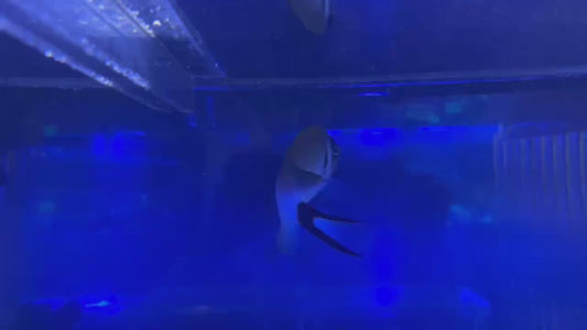 トサヤッコペア