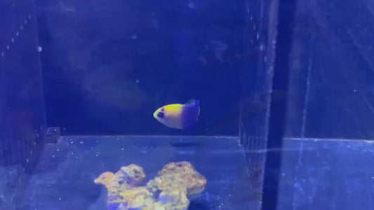 ココスピグミーエンゼル幼魚