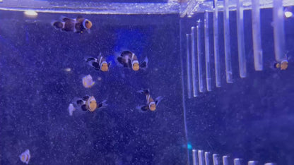 Black Longfin CIownfish