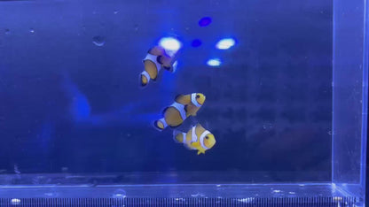 Ocellaris  CIownfish