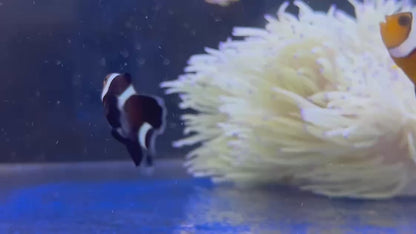 Black Longfin CIownfish