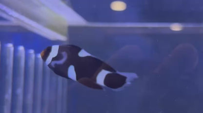 Black Longfin CIownfish