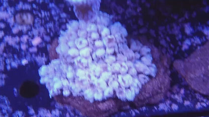 パクパクウミアザミ