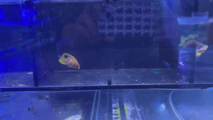 ニシキヤッコA