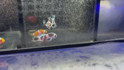 Second Generation Black Storm Longfin CIownfish