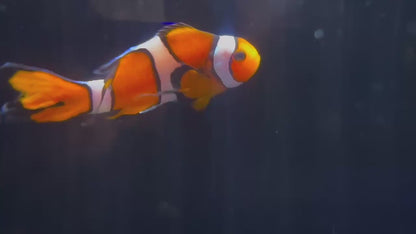 ロングフィンクマノミ