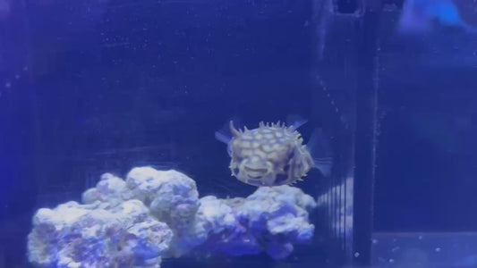 ウェブバー